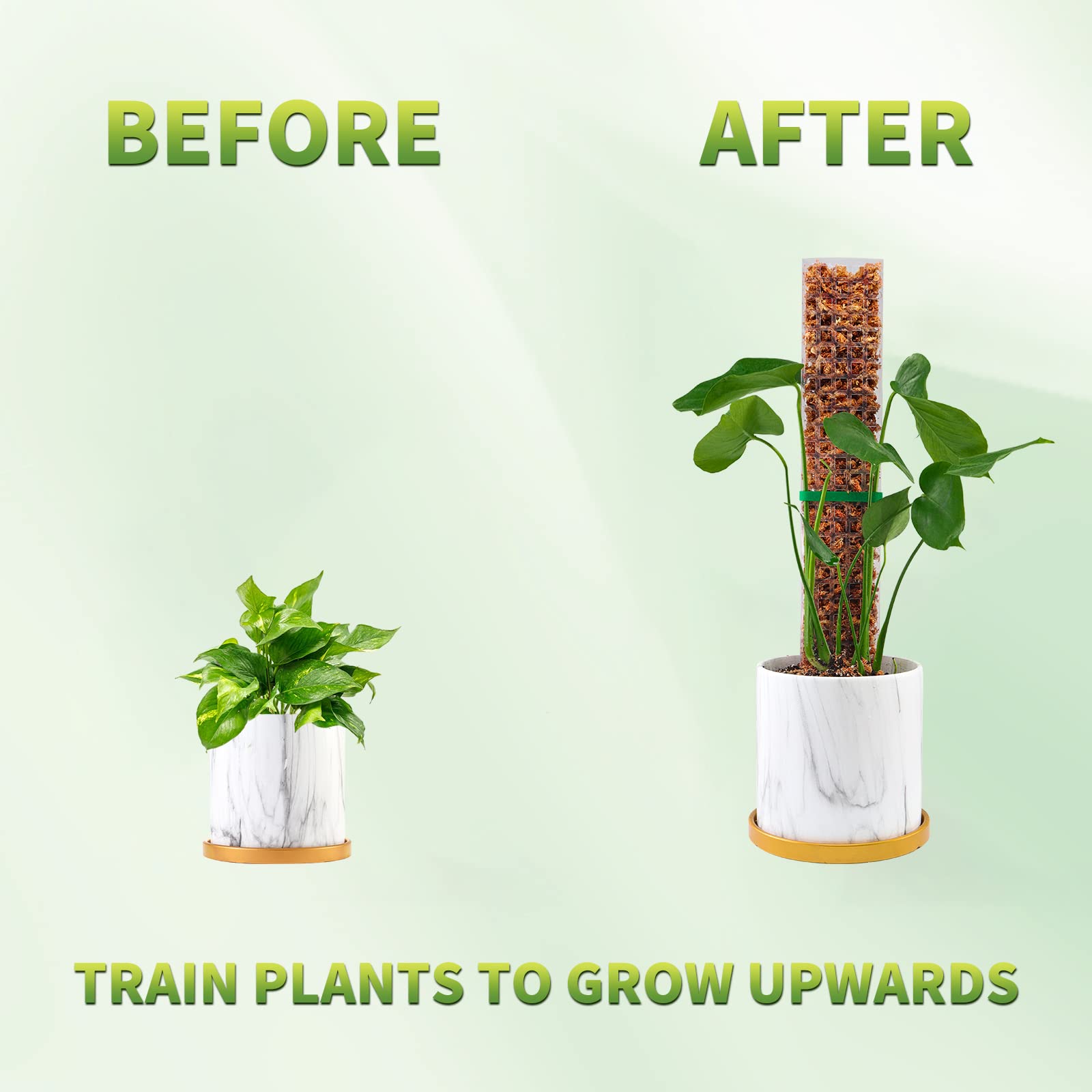 Yosun Direkleri Bitkiler Bitki - Indoor Herb Garden incelemesi ve fiyatı