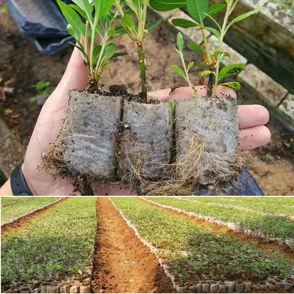 100 adet Biyobozunur Tohum Kre - Seed Starter Tray incelemesi ve fiyatı