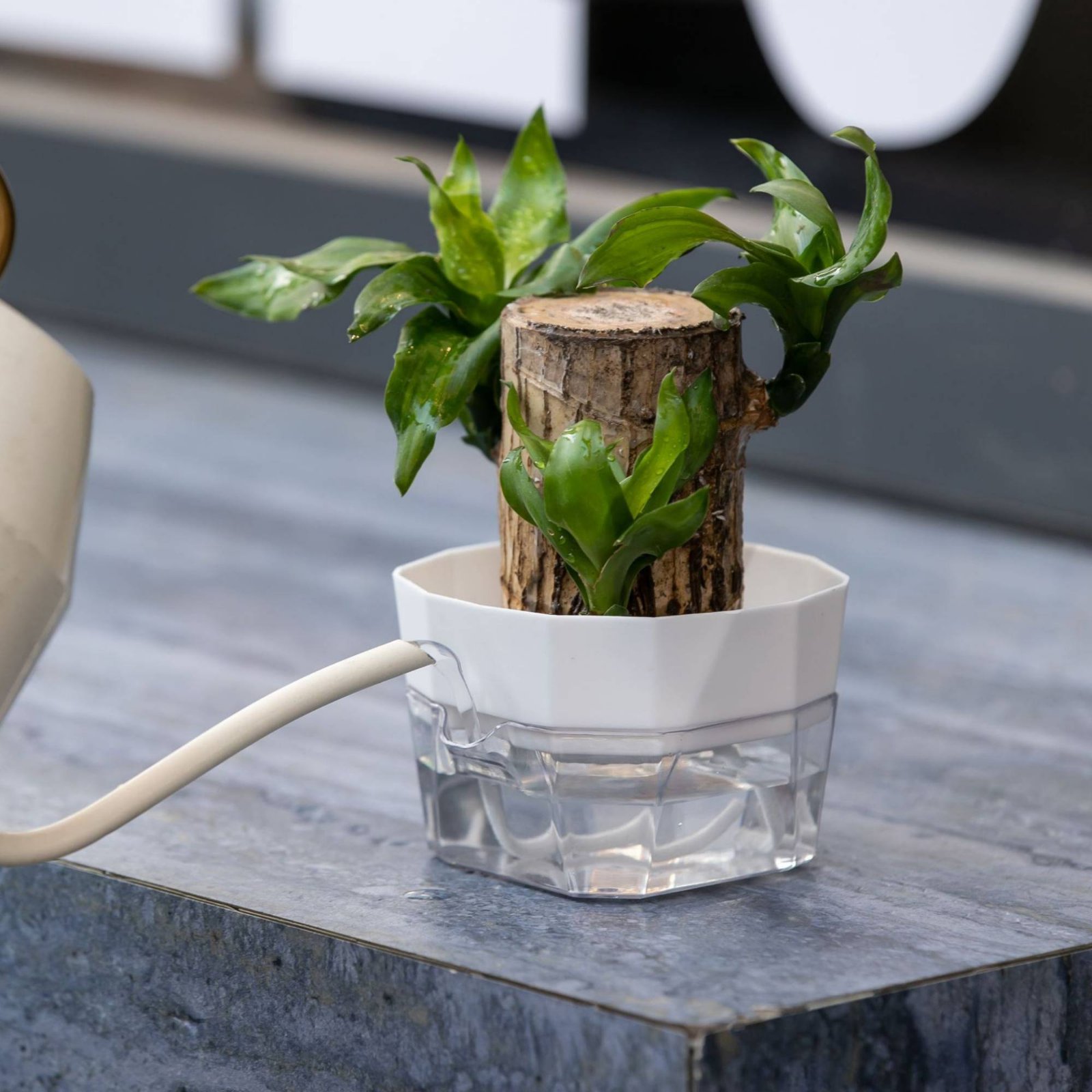 Hidroponik Ampul Vazo 2 Katman - Plant Pot incelemesi ve fiyatı