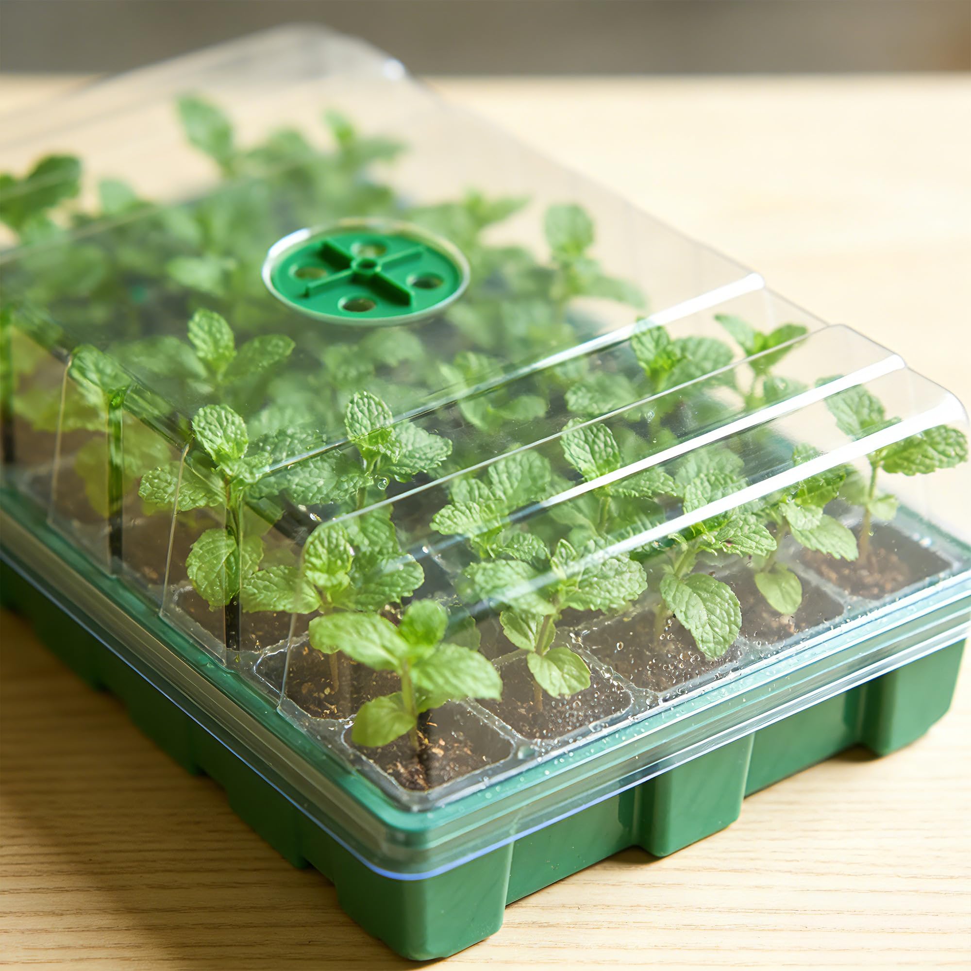Şeffaf Kapaklı Sera ve 3 Adet  - Seed Starter Tray incelemesi ve fiyatı