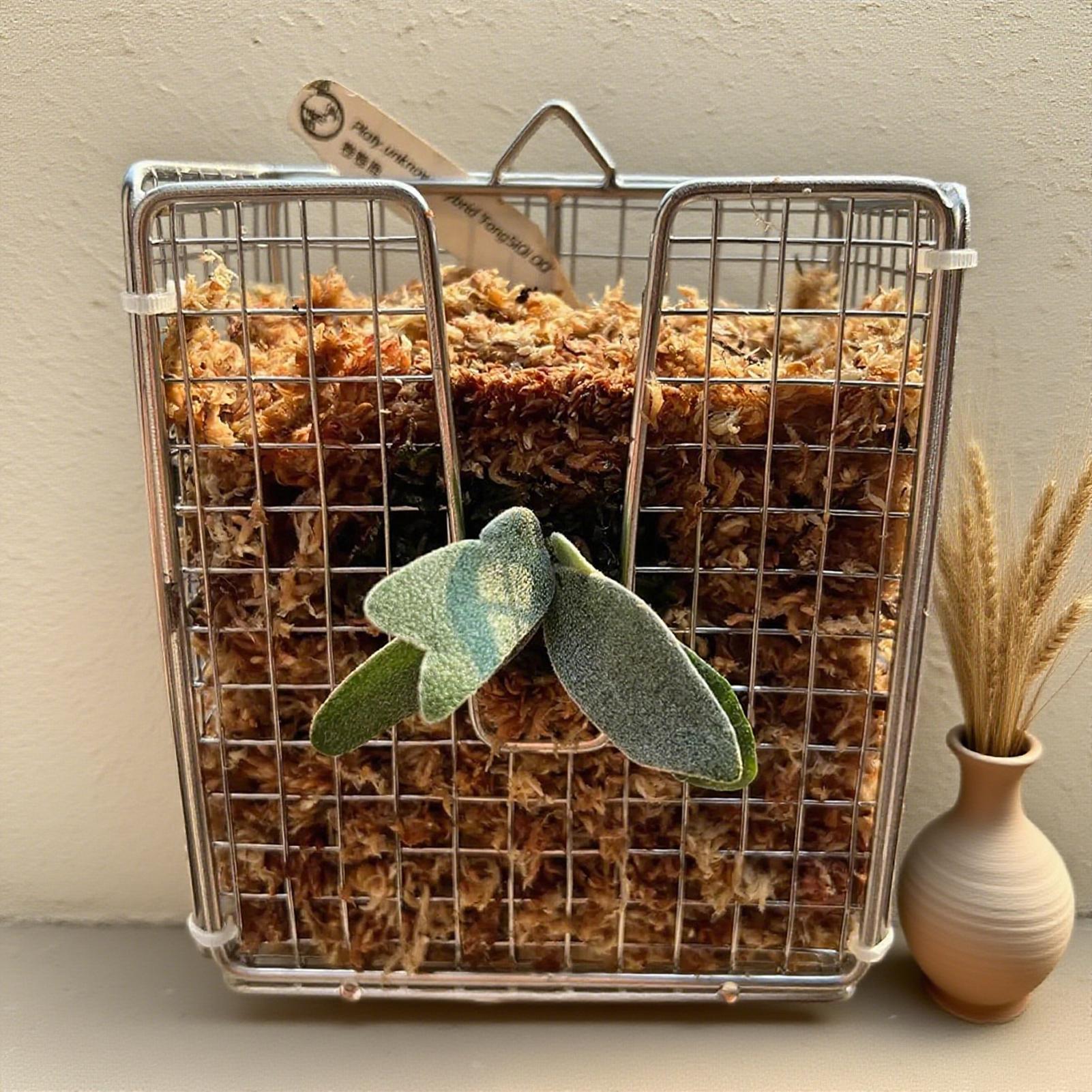Staghorn Fern Montaj Kiti pasl - Vertical Planter incelemesi ve fiyatı