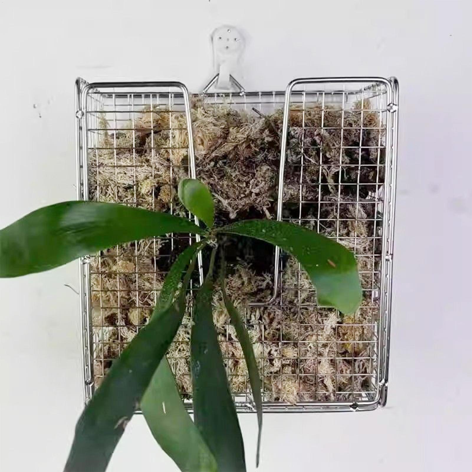 Staghorn Fern Montaj Kiti pasl - Vertical Planter incelemesi ve fiyatı