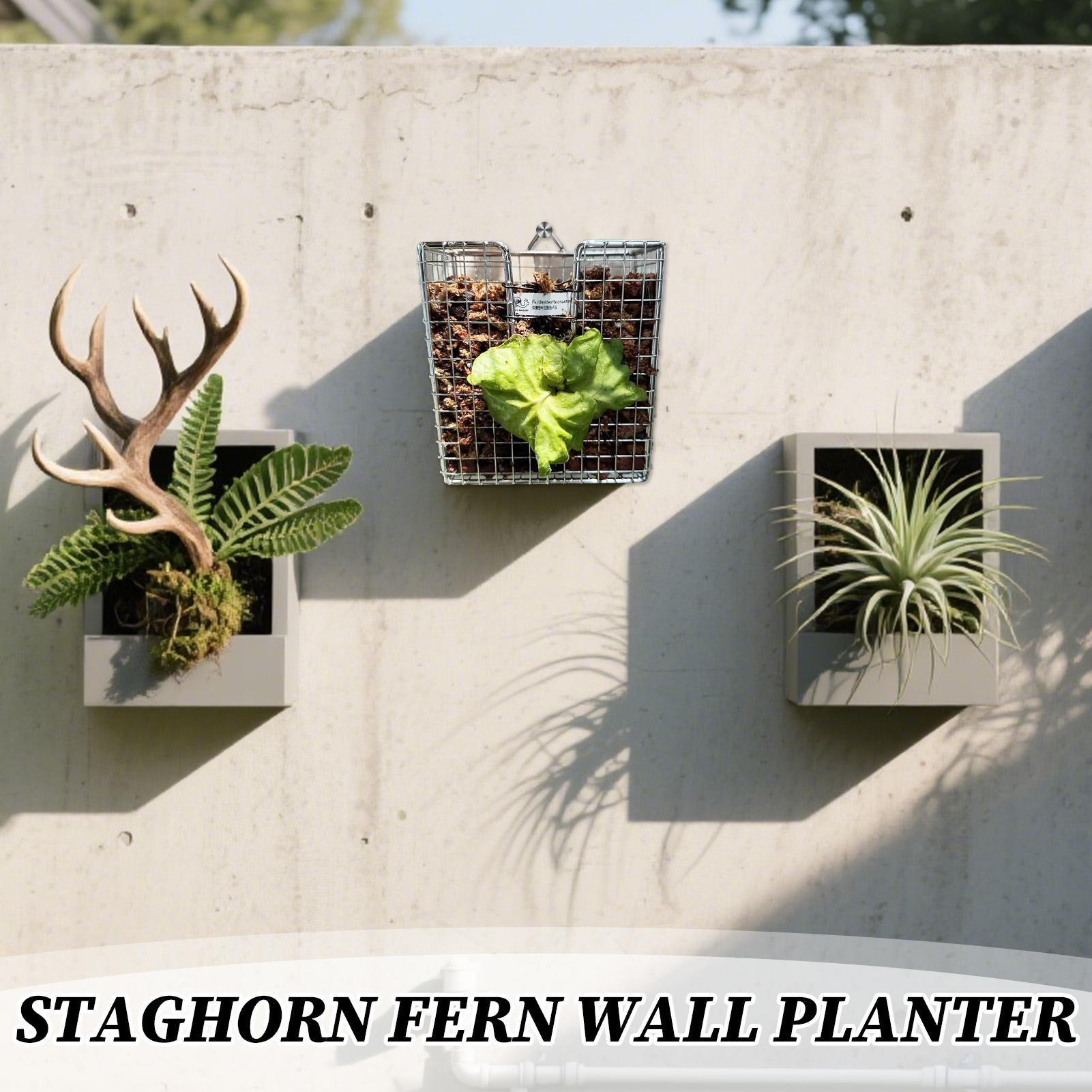 Staghorn Fern Montaj Kiti pasl - Vertical Planter incelemesi ve fiyatı