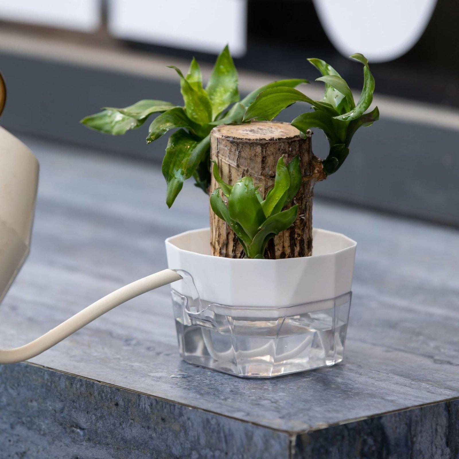 Hidroponik Vazo İki Katmanlı K - Plant Pot incelemesi ve fiyatı