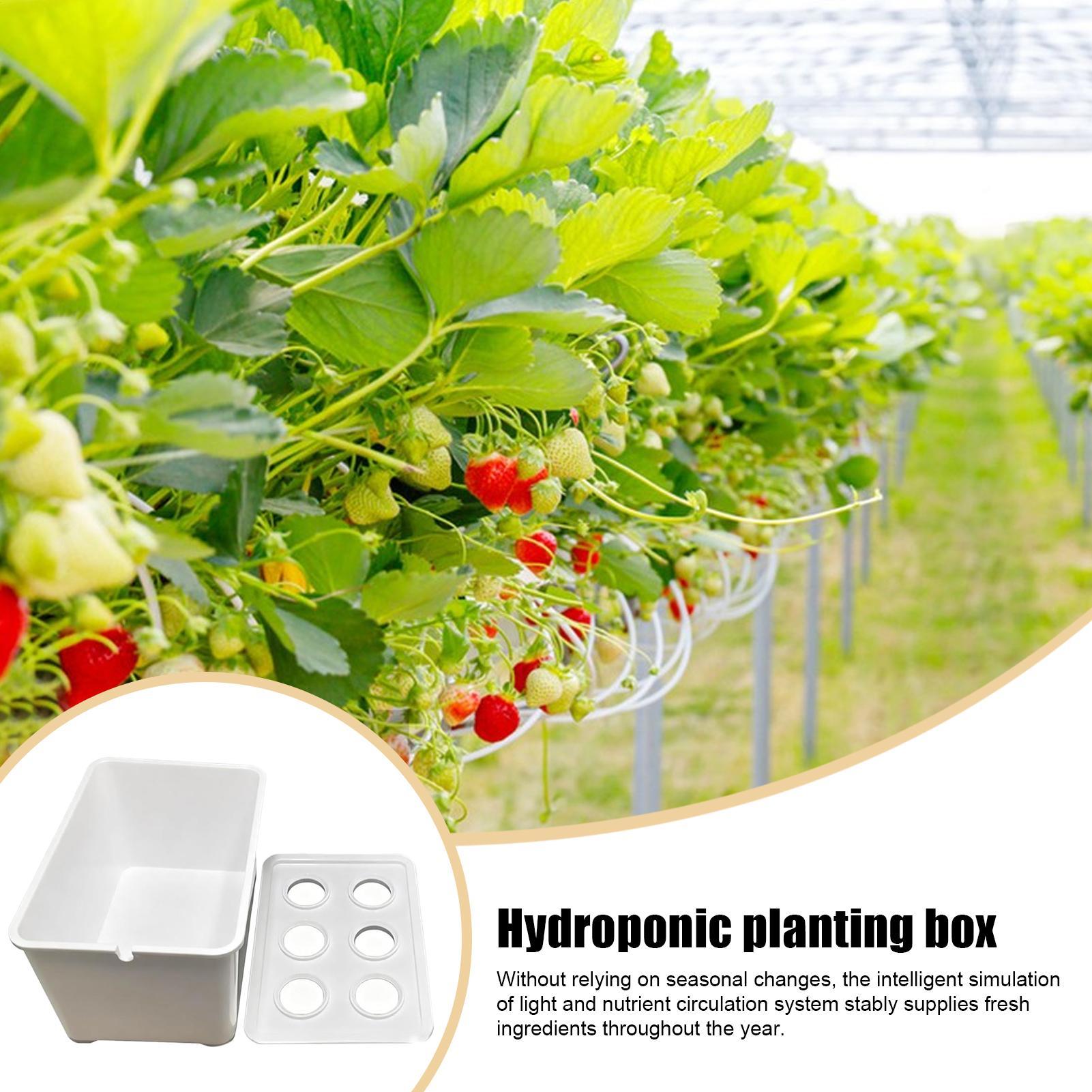Hidroponik Yetiştirme Kiti Baş - Hydroponic Kit incelemesi ve fiyatı