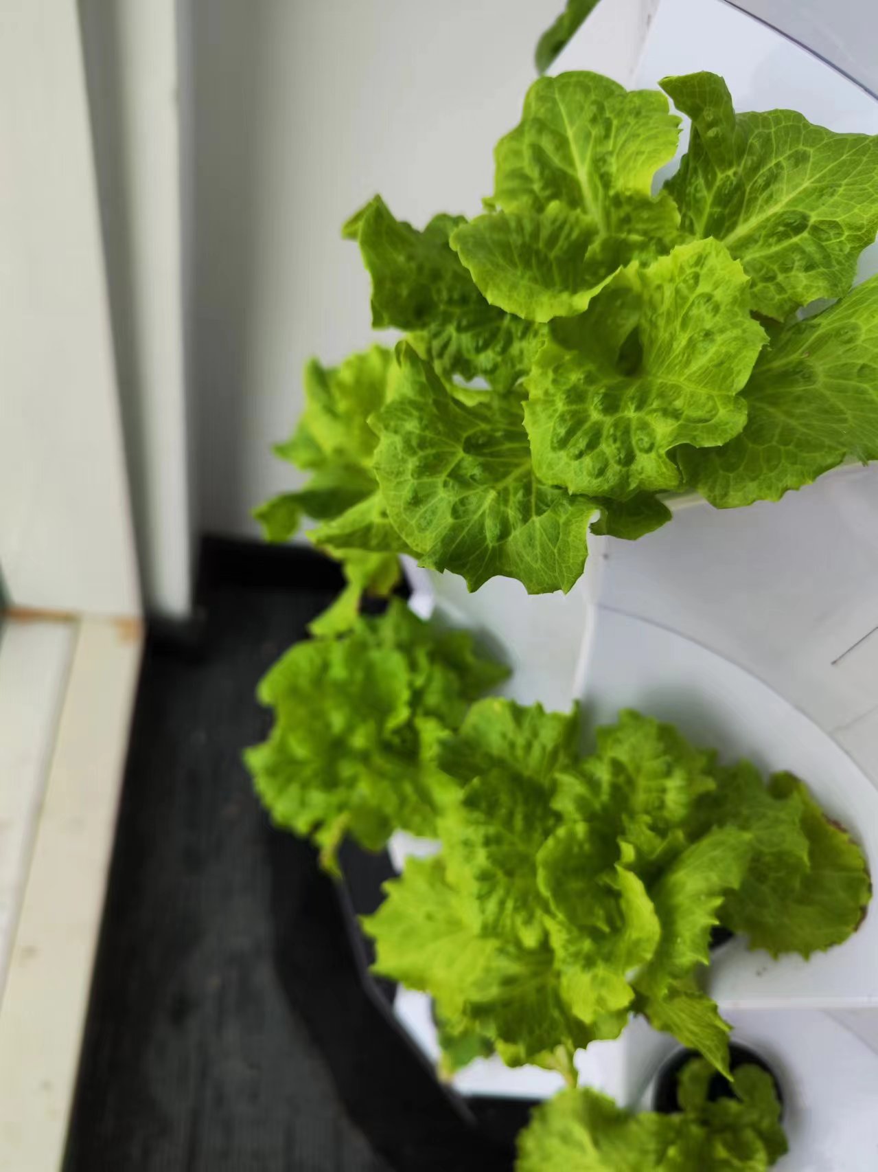 Çiftlik Otomatik Sulama Damla  - Hydroponic Kit incelemesi ve fiyatı